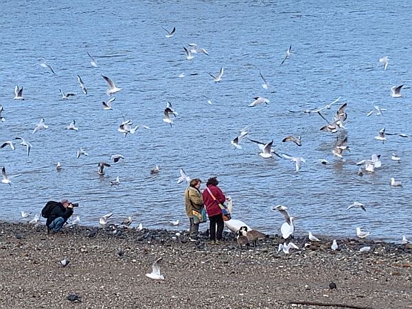 A couple feeding the birds at low tide. Gulls, Swans, Geese, Pigeons and a Crow. A man crouches taking a photograph with a long lens.