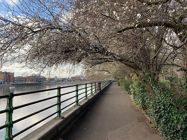 Tree tunnel walk alongside the Thames.