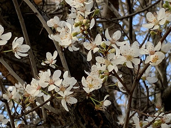 Cherry blossom.