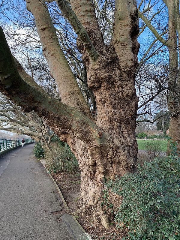 Ancient Plane tree.