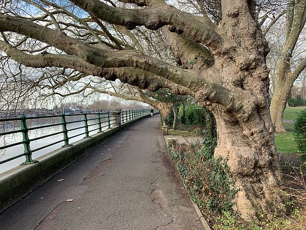 Gnarled old Plane tree.