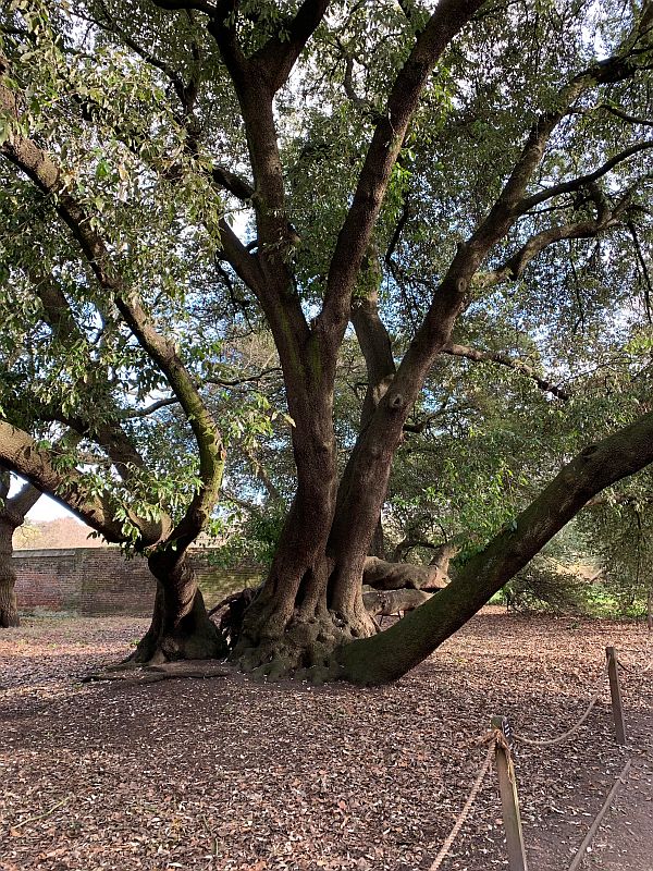 The 500 year old Holm Oak tree.