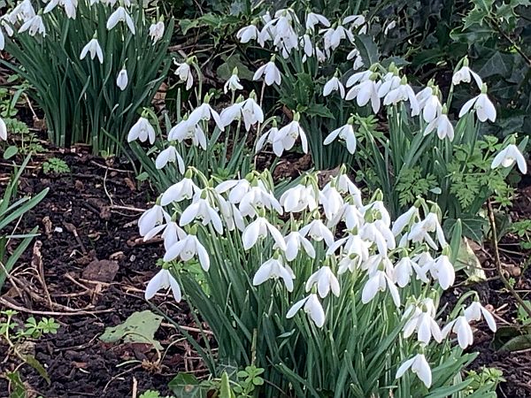 Snowdrops.