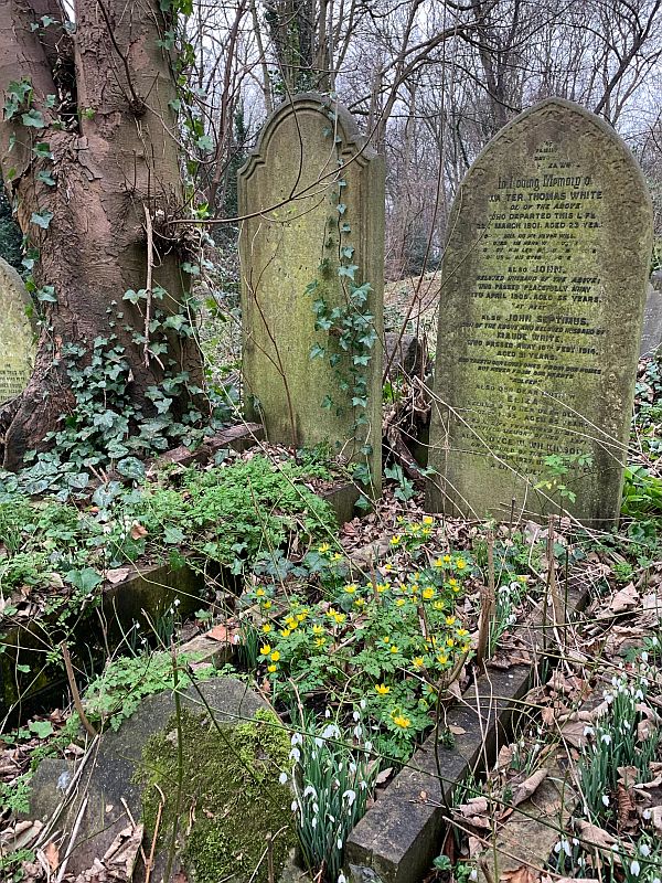 Aconites and Snowdrops amongst the gravestones in Tower Hamlets Cemetary.