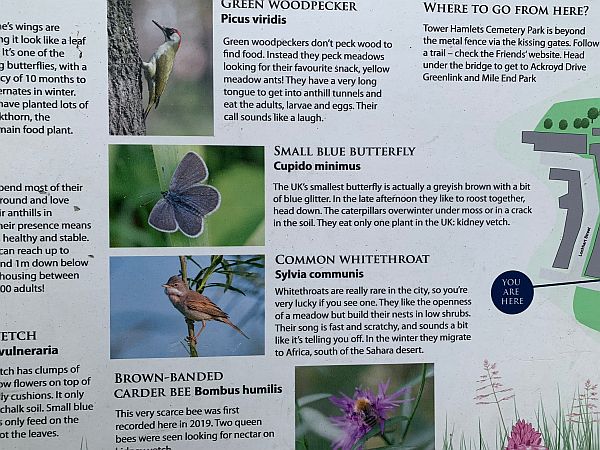 Close up of some of the Butterfly information on the interpretation board.