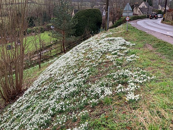 Roadside Snowdrops down the embankment slope.