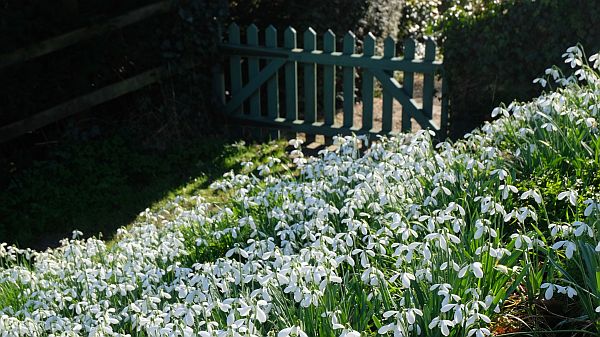 Snowdrops in Slad village.