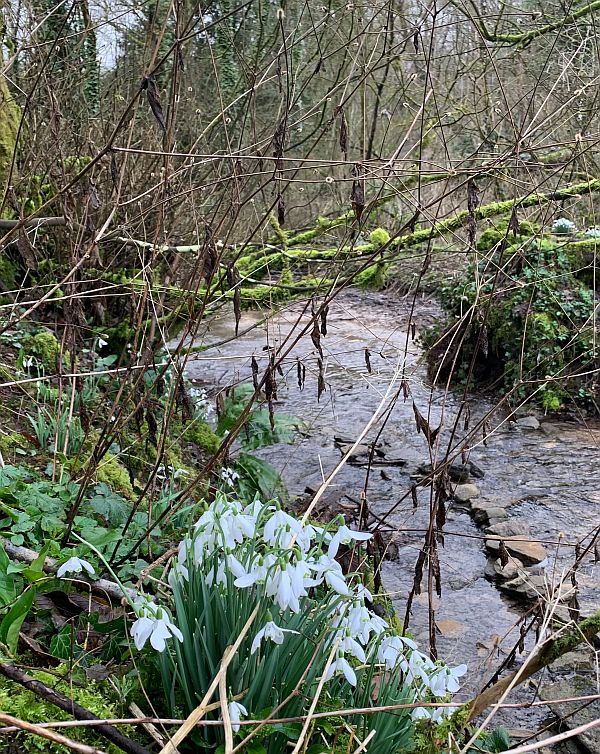 Cluster of Snowdrops beside a stream.