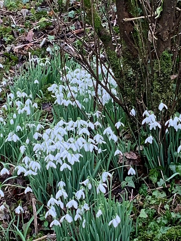 Snowdrops in Cherington Lakes.