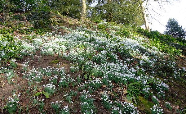 Snowdrops in Newark Park.