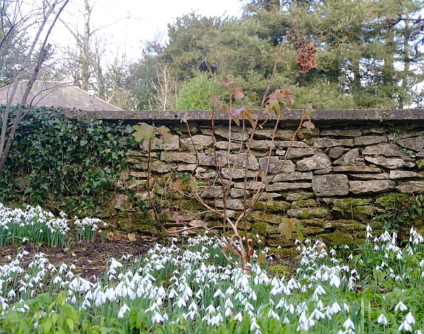 Snowdrops against a dry stone wall in Newark Park.