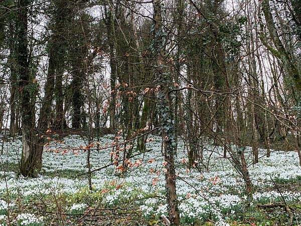 A carpet of Snowdrops in a wooded area of Cherington Lakes.