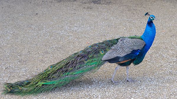 A blue Peacock in Newark Park.