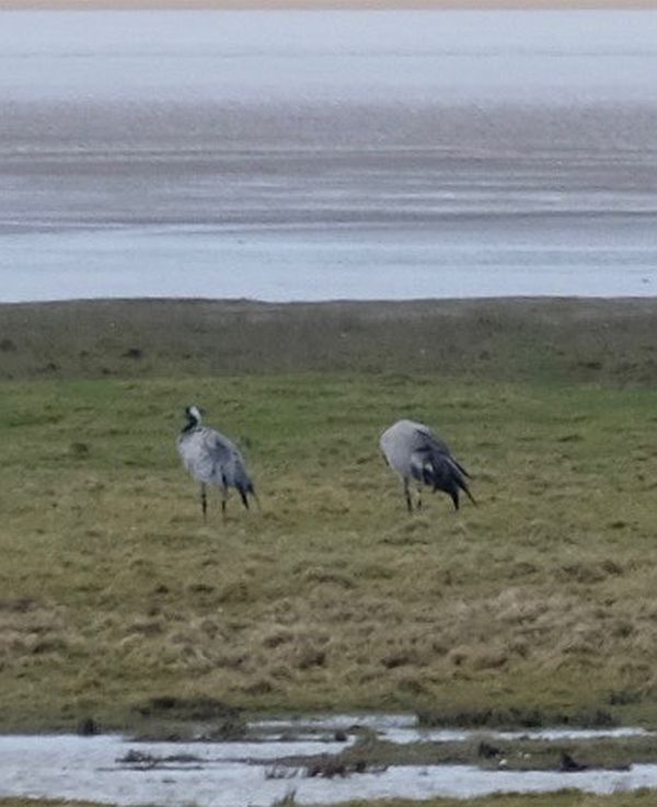 Wild Cranes on the marsh.