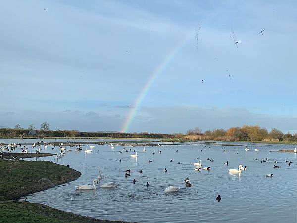 The Swan lake at Slimbridge.