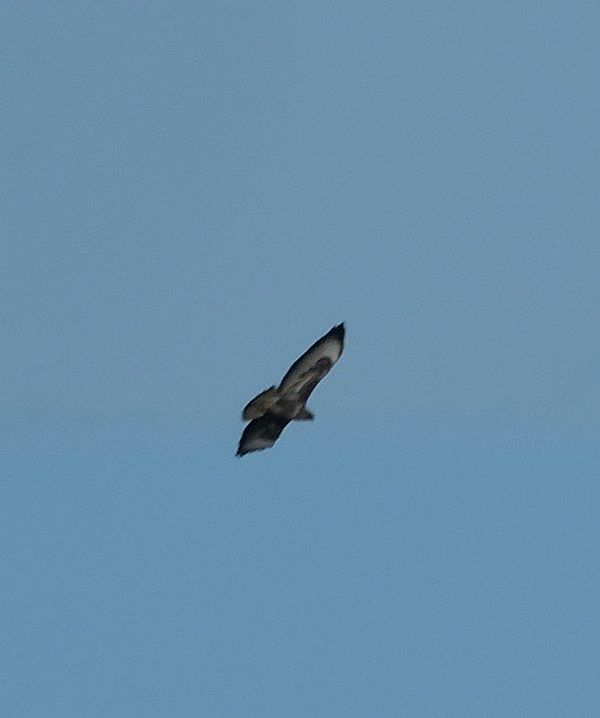 Marsh Harrier in flight.