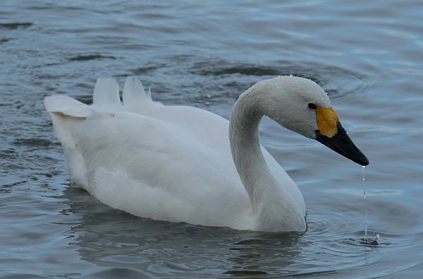 Bewick Swan.