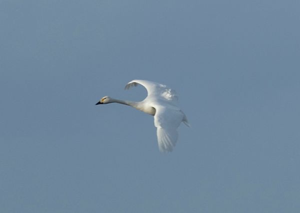 Bewick Swan in flight.
