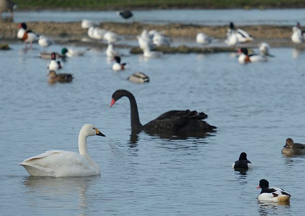 A Black Swan amongst White Swans and Mallards in Slimbridge.