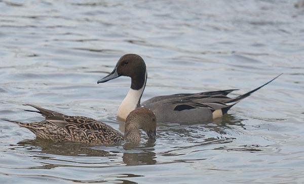 A male and female Pintail Duck.