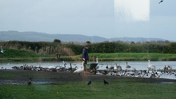 Feeding the birds and Slimbridge.