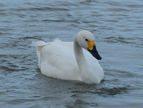 Bewick Swan resting gracefully on the water.