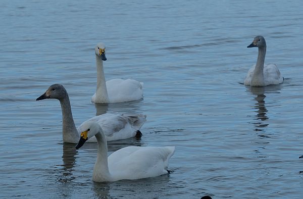 Bewick Swan family.