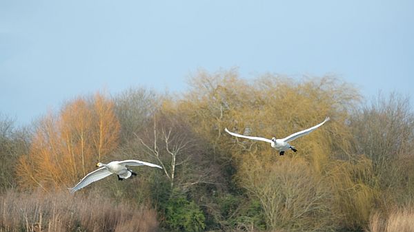 Bewick Swans in flight.