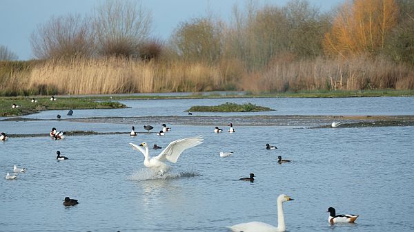 Bewick Swan landing on the lake.