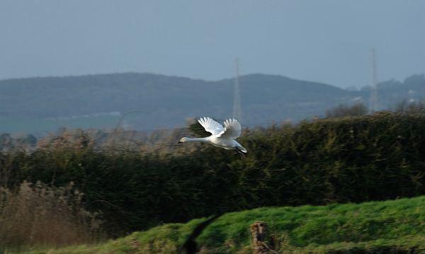 Bewick Swan in flight.