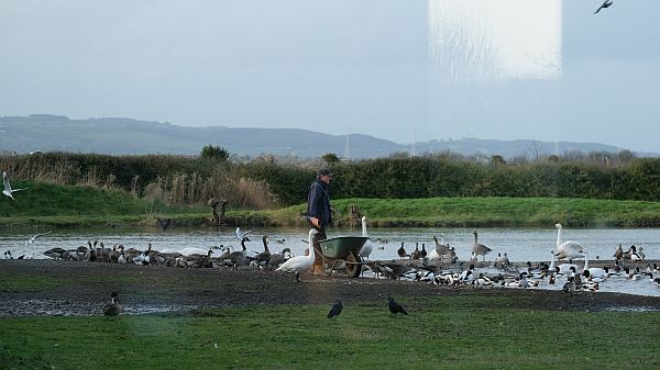 Feeding the birds at Slimbridge.