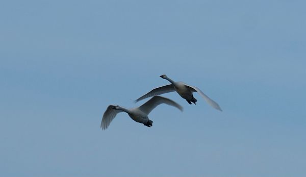 Bewick Swans in Flight.