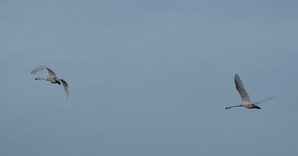 Bewick Swans in Flight.