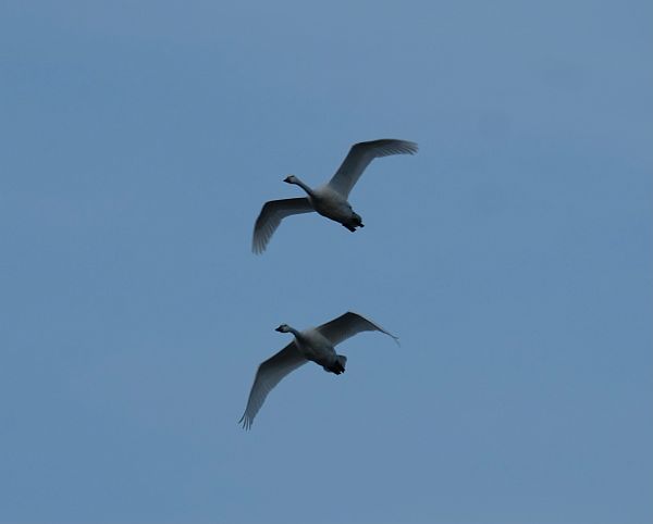 Bewick Swans in Flight.