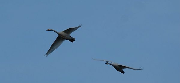 Bewick Swans in Flight.