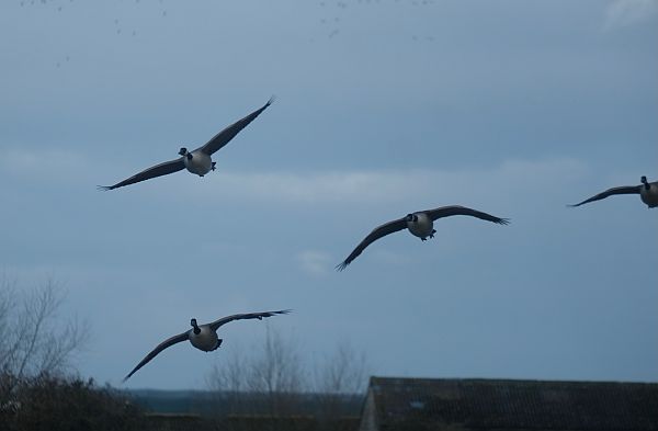 Bewick Swans in Flight.