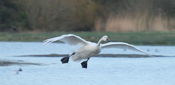 Bewick Swan about to land.