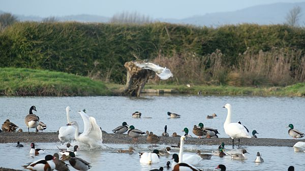 Bewick Swan about to land on the lake amongst a number of other birds.