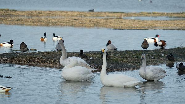 Bewick Swans on the lake.