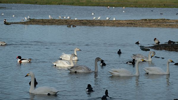 Bewick Swans on the lake.