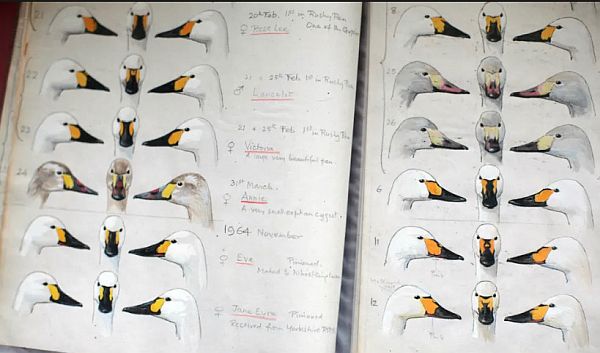 Peter Scott's detailed drawings of the Bewick Swans.