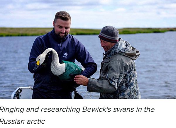Ringing and researching Bewick's Swans in the Russian Arctic.