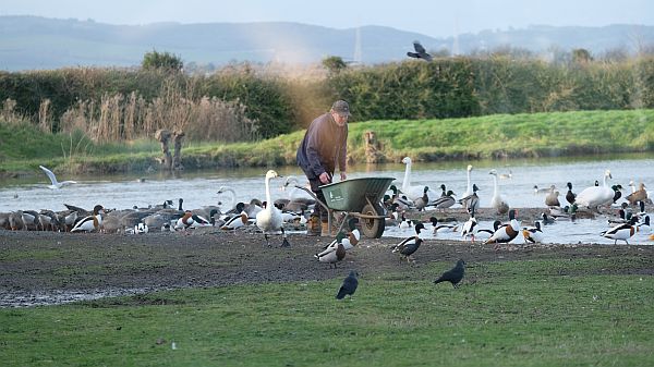 Feeding time for wild birds. Thousands of them.