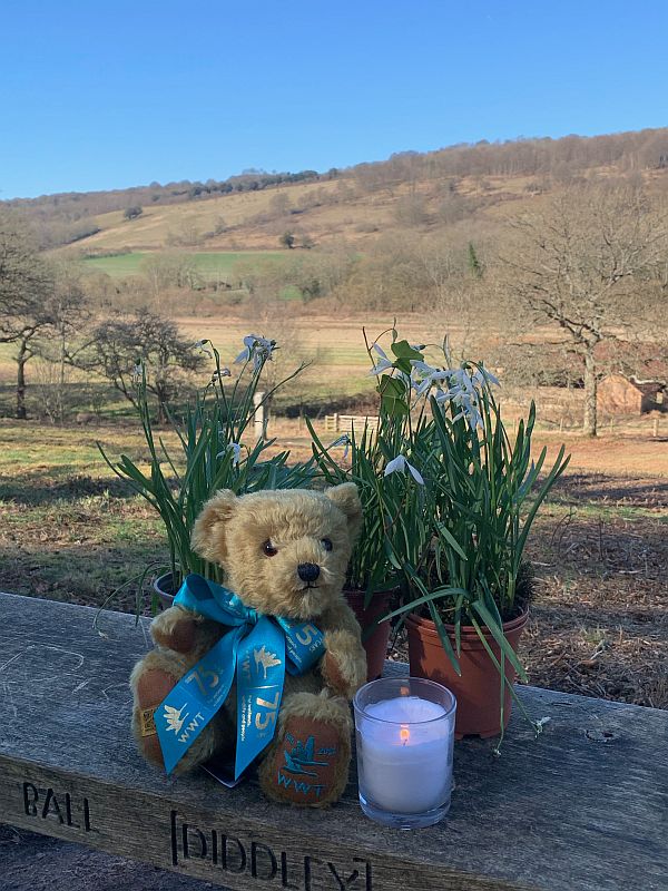 Bewick Bear on Diddley's Bench with a candle lit for Diddley and Snowdrops from Cherington Lakes.