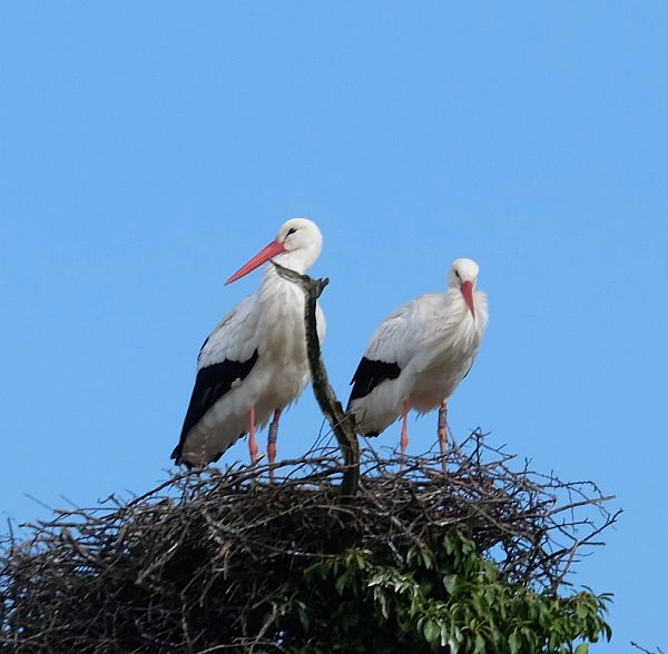 Two birds on a nest.