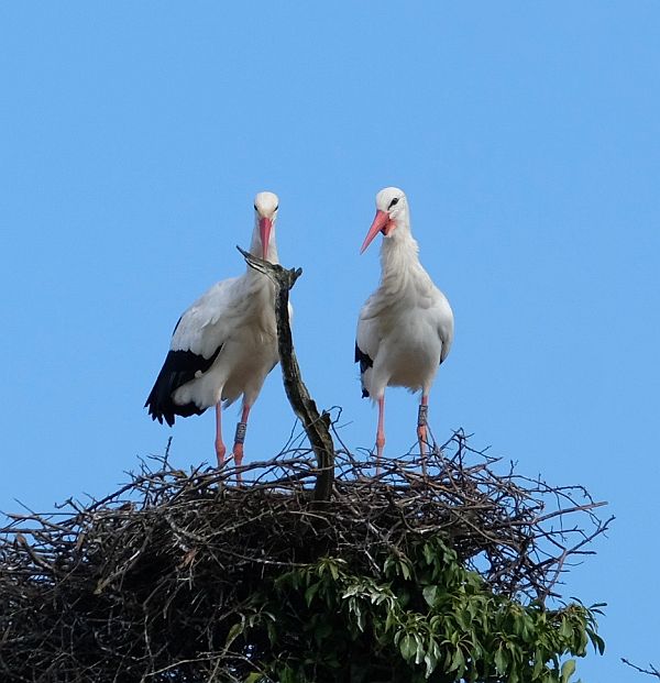 Two birds on a nest looking at a stick poking above it.