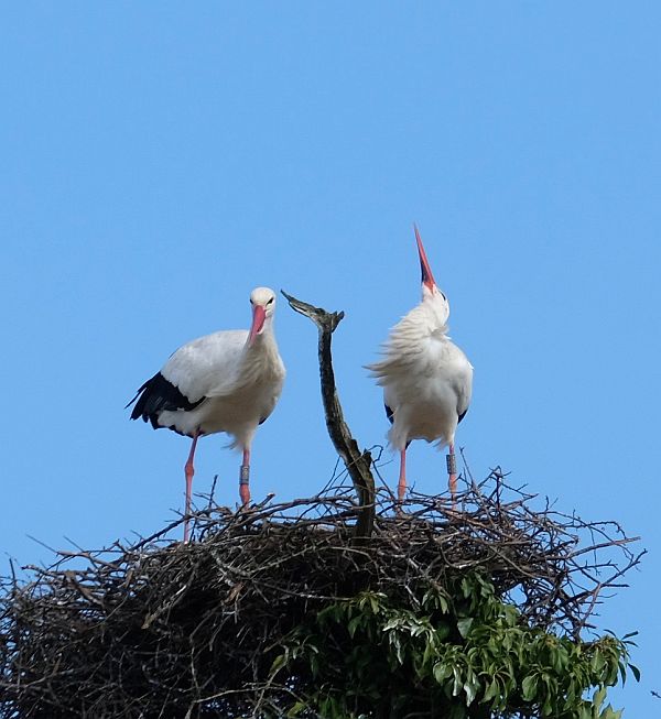 Two birds on a nest. One pointing its bill in the air.