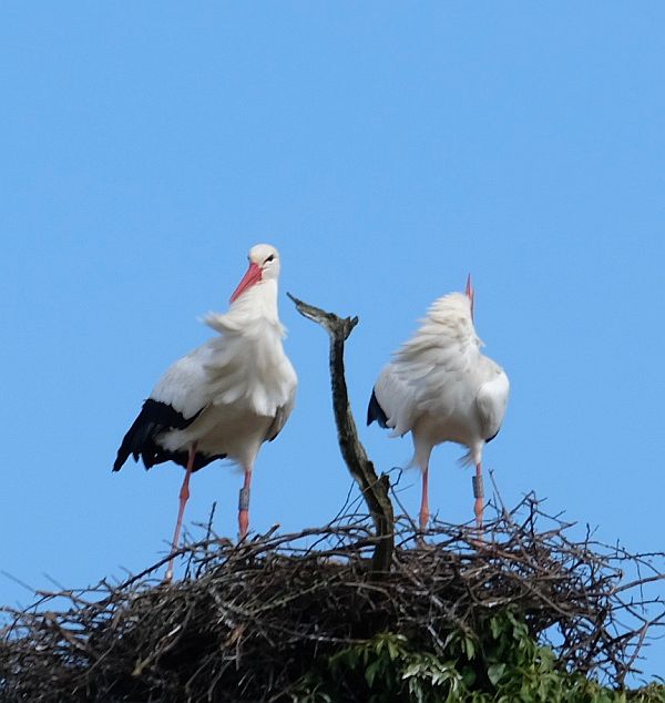 Two birds on a nest.