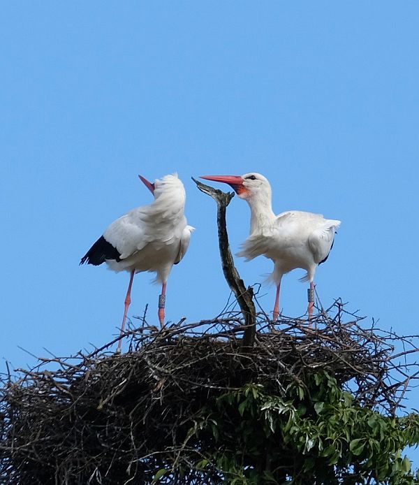 Two birds on a nest.