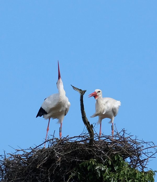 Two birds on a nest.